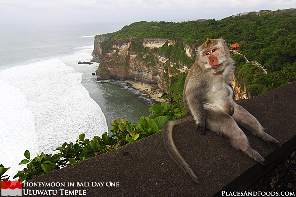 Monkey at Uluwatu Temple
