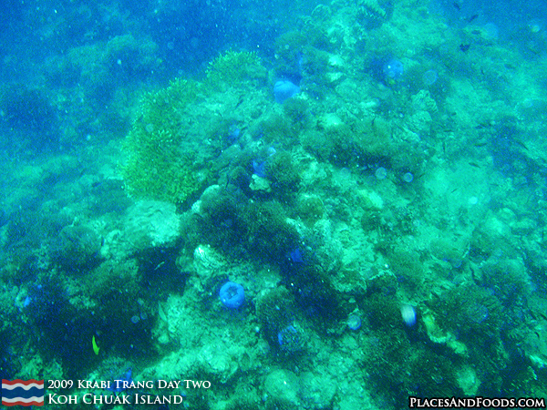 Corals at Koh Chuak Island Trang