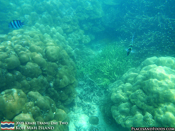 Corals at Koh Mah Island Trang