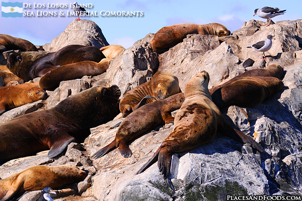 Sea Lions and Imperial Comorants at De Los Lobos Island