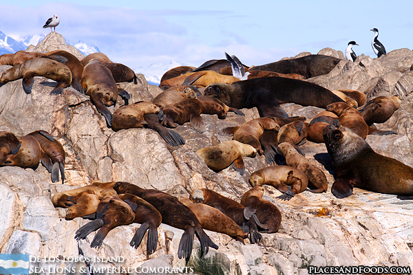 Sea Lions and Imperial Comorants at De Los Lobos Island