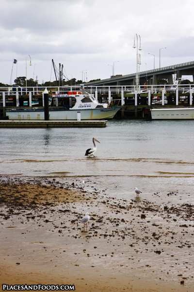 Pelican View, San Remo Fisherman's Co-op, Victoria, Australia
